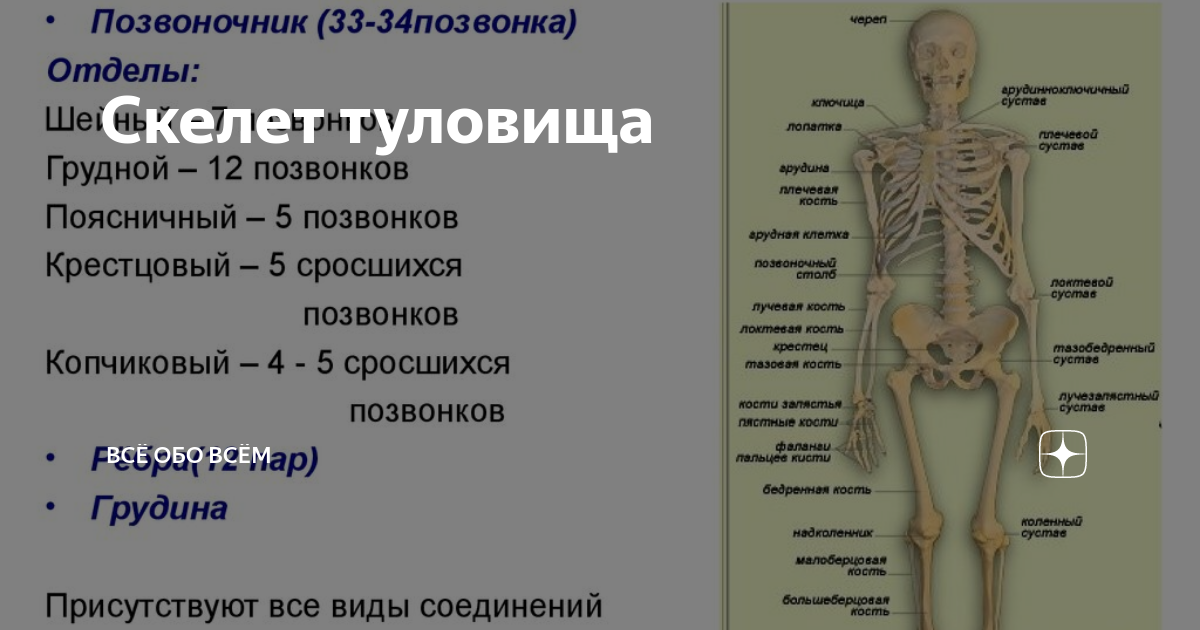 Строение скелета основные отделы. Скелет туловища. Из чего состоит скелет туловища. Скелет туловища человека анатомия. Сколько отделов в скелете туловища.