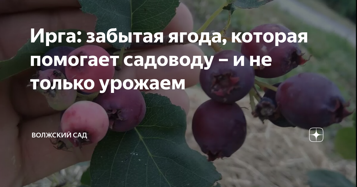 Ирга: забытая ягода, которая помогает садоводу – и не только урожаем ...