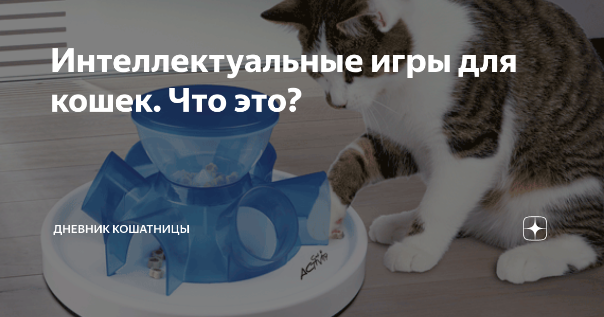 Интеллектуальные игры для кошек. Что это? | Дневник кошатницы | Дзен