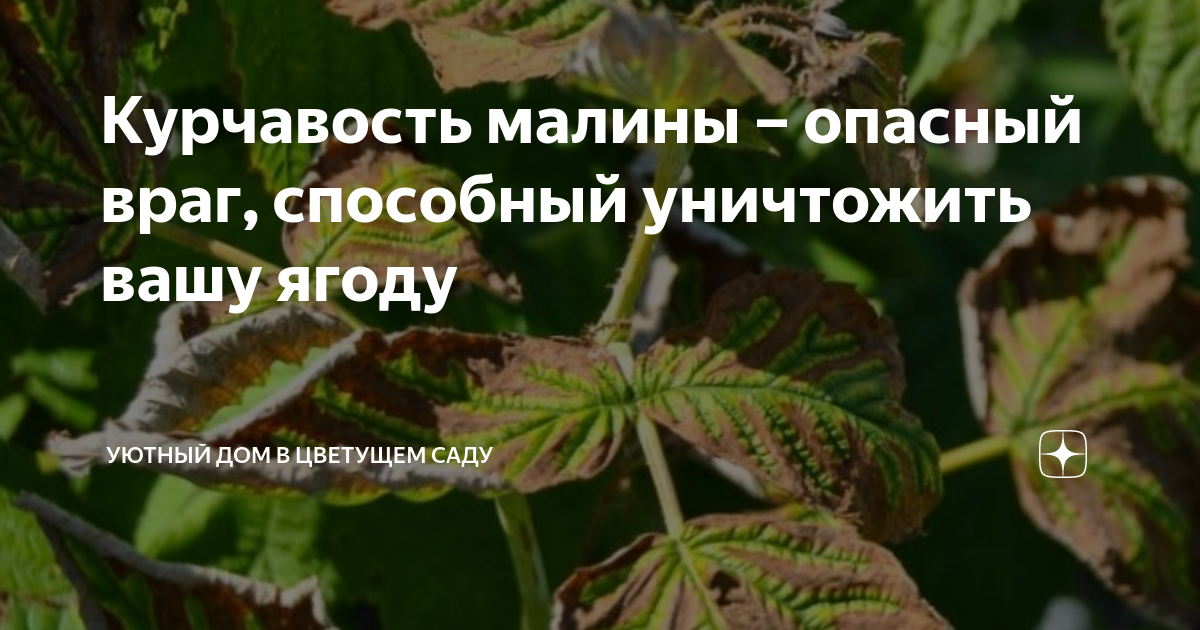 Курчавость малины – опасный враг, способный уничтожить вашу ягоду ...