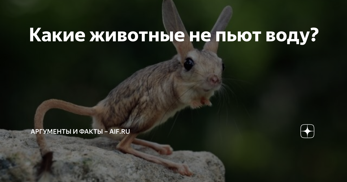 Какое животное не пьет воду. Коала презентация. Кот лакает. Какое животное не пьет воду вообще. Какое животное не пьет воду.