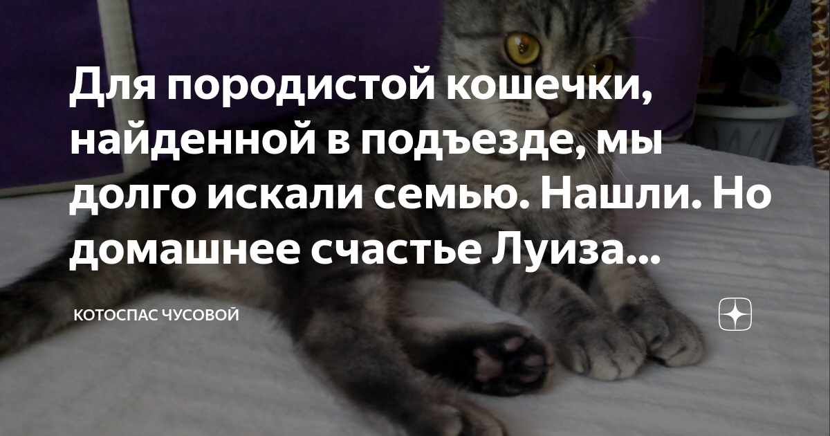 Для породистой кошечки, найденной в подъезде, мы долго искали семью ...