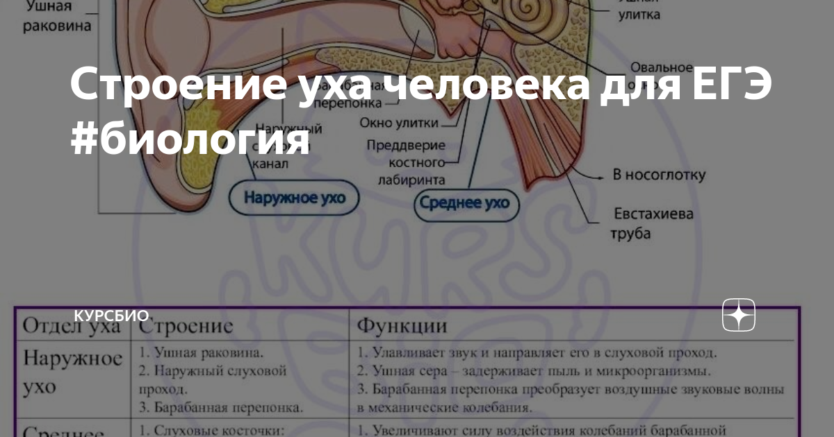 Строение уха структура функции