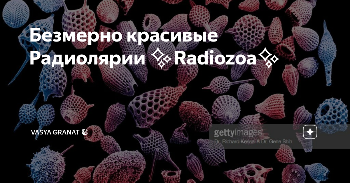 Безмерно красивые Радиолярии Radiozoa | Vasya Granat 🐌 | Дзен