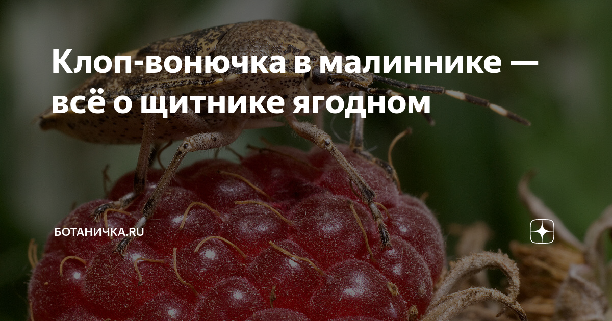 Клоп-вонючка в малиннике — всё о щитнике ягодном