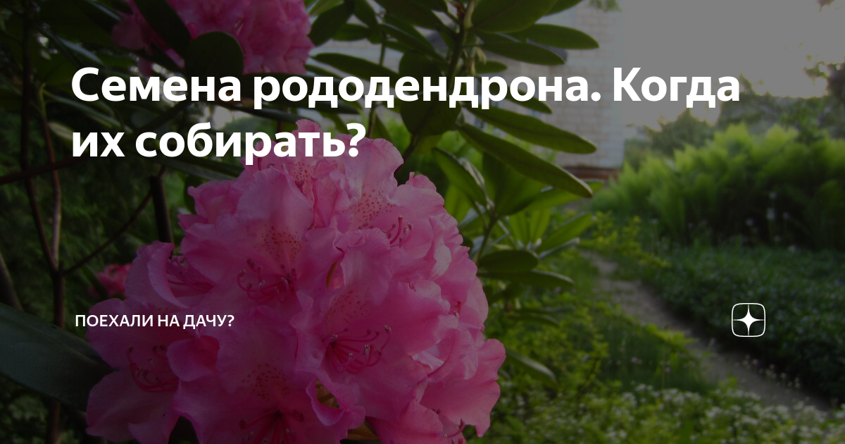 Семена рододендрона. Когда их собирать? | Поехали на дачу? | Дзен