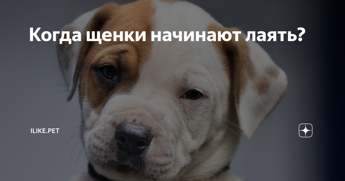 Собака гавкает. Щенки породы басенджи. Команда голос для собаки. Пес лает. Начала лаять.