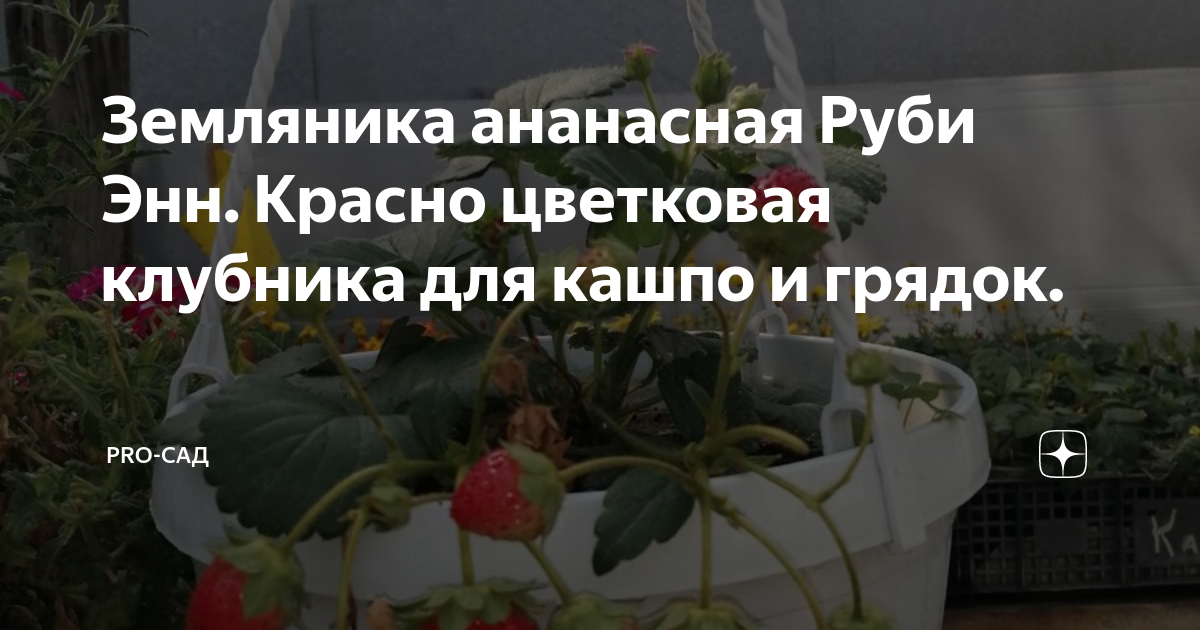 Земляника ананасная Руби Энн. Красно цветковая клубника для кашпо и ...