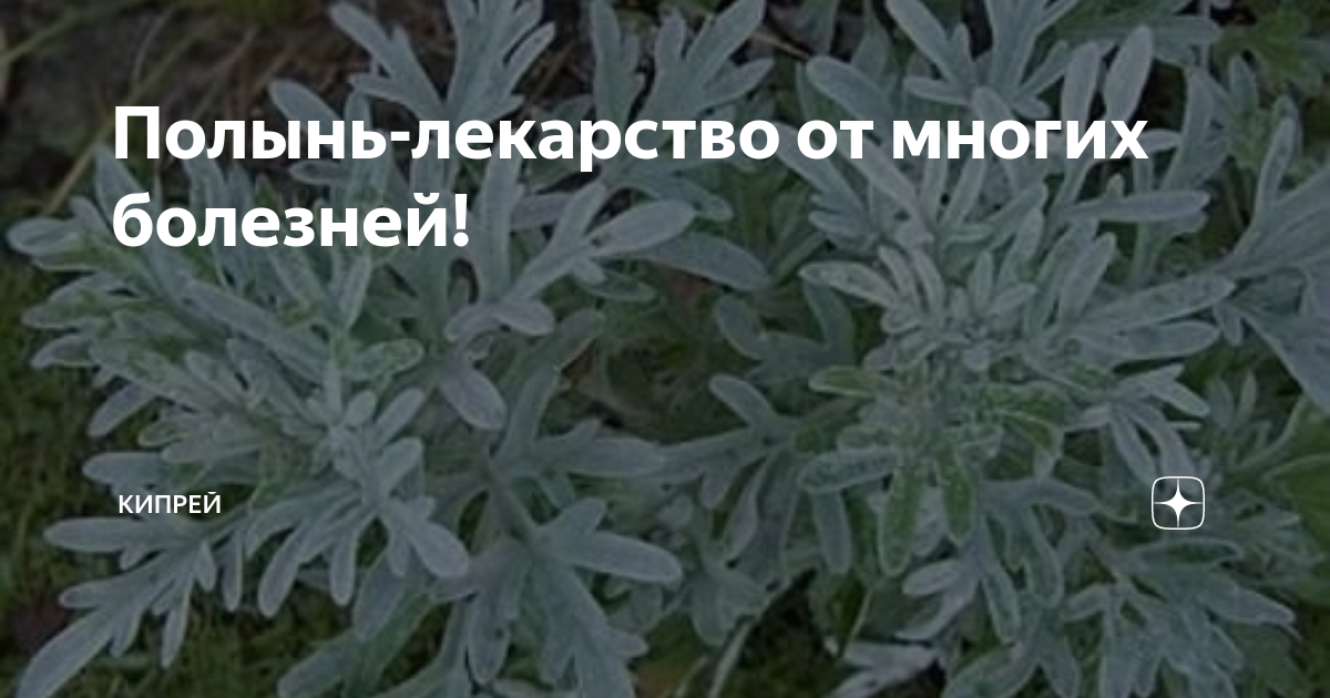 Полынь-лекарство от многих болезней! | Кипрей | Дзен