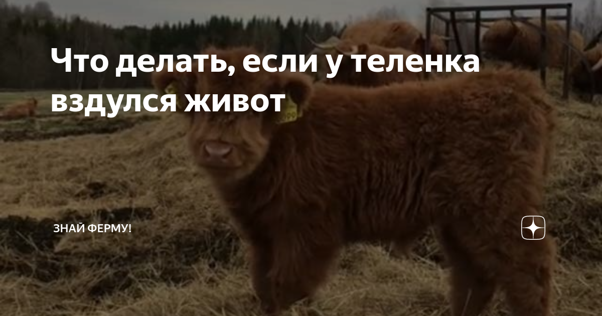 что если сильно вздулся живот