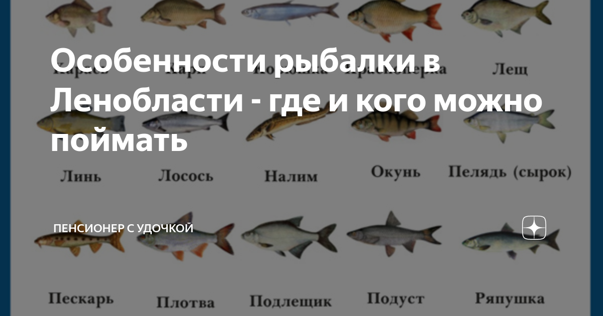 Особенности рыболовства география. Биологические ресурсы. Особенности рыболовства. Доклад на тему рыболовство. Особенности рыболовства.