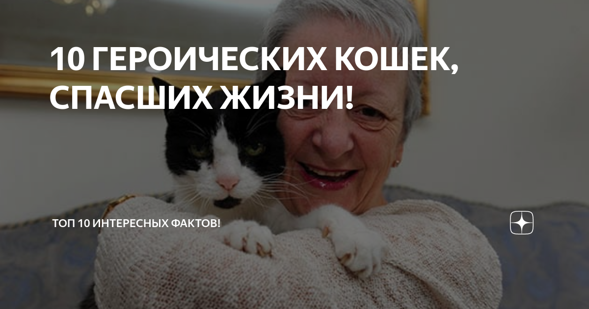 10 героических кошек, спасавших жизнь: истории подвигов маленьких рыжих спасителей