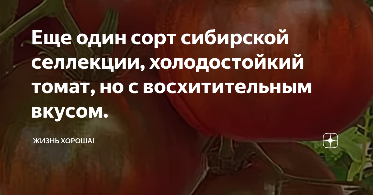 Еще один сорт сибирской селлекции, холодостойкий томат, но с ...