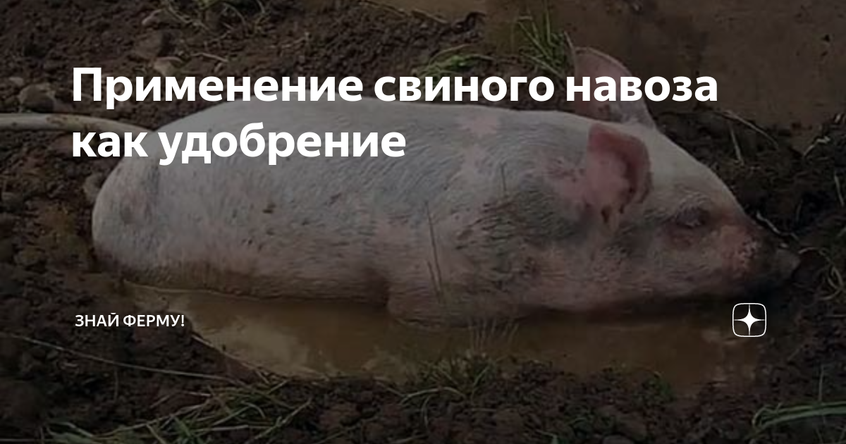 Преимущества использования свиного навоза для различных культур