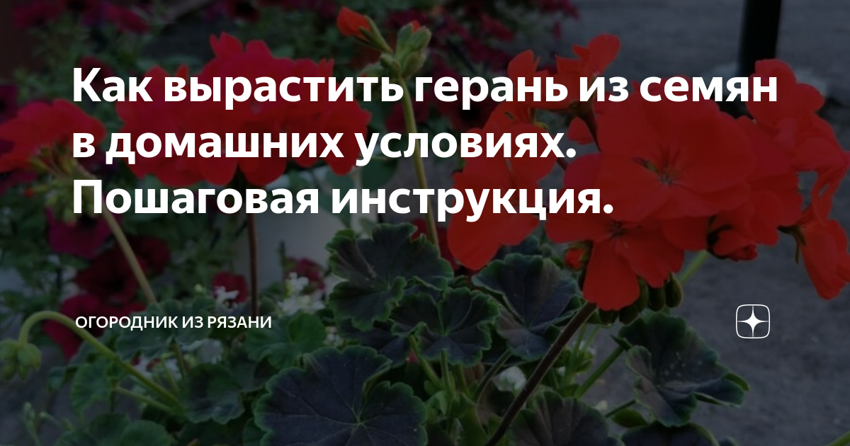 Посадка пеларгонии семенами и уход в домашних условиях