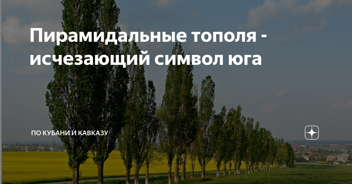 Пирамидальные тополя - исчезающий символ юга | По Кубани и Кавказу | Дзен
