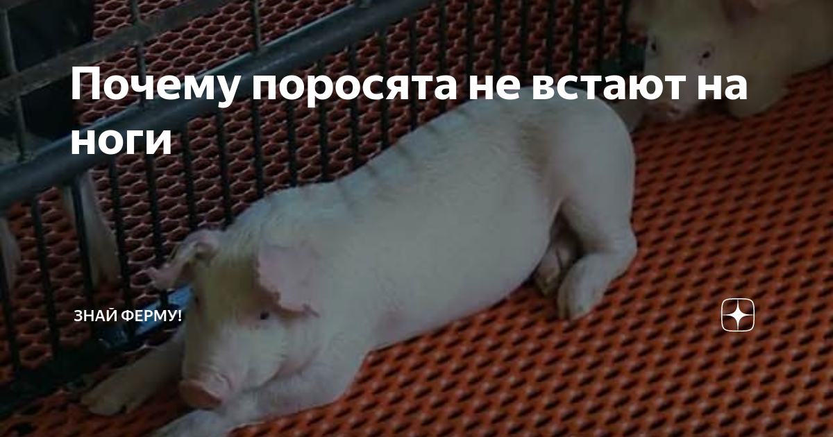 поросята отказывают задние ноги