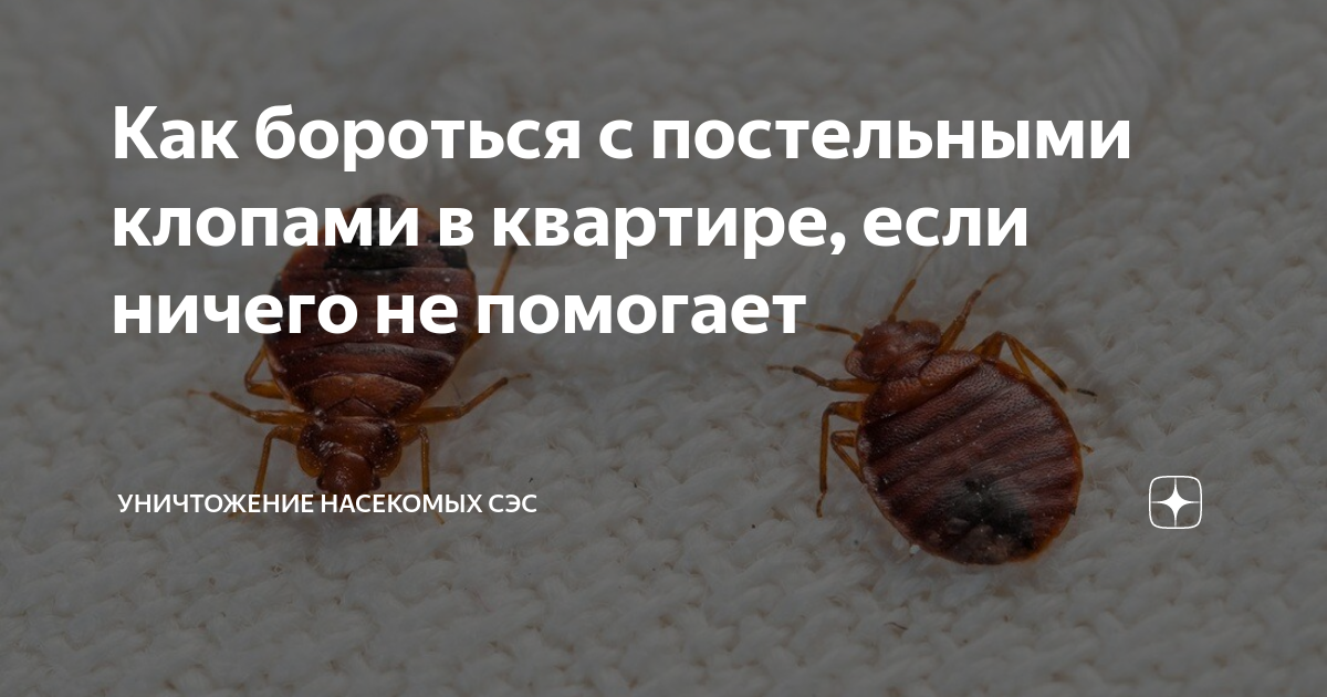 Клоп уходи