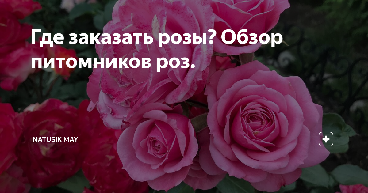 Питомник роз тольятти. Любимые питомник роз Брянск. Нью джерси питомник роз каталог на весну 2021. Питомник роз Вдохновение Тольятти. Мария Харченко розы.