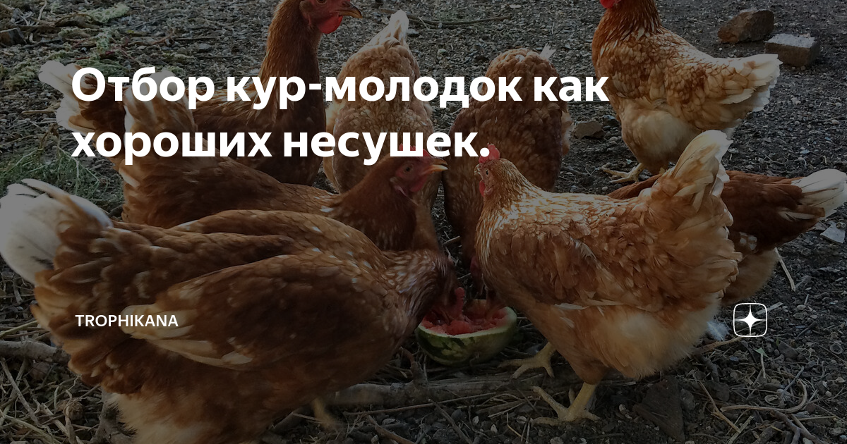 Отбор кур-молодок как хороших несушек. | Trophikana | Дзен