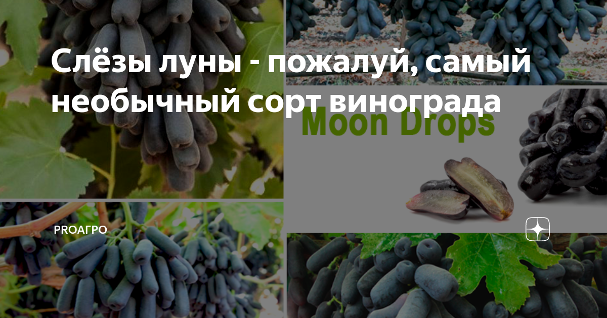 Виноград рататуй описание сорта фото отзывы