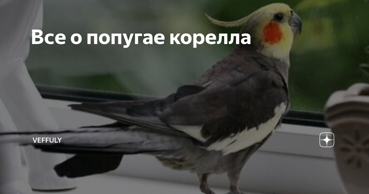 Стул для кормления корелла