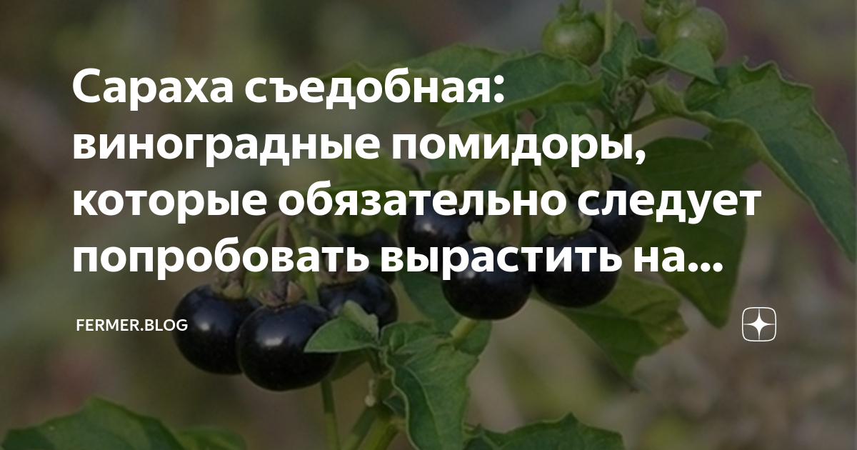 Сараха съедобная: виноградные помидоры, которые обязательно следует ...
