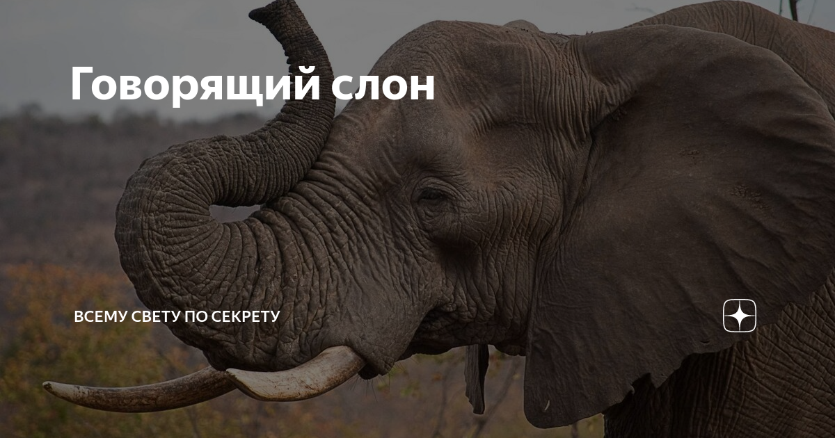 Как разговаривает слон. Африканский слон хоботные. Слоны. Как общаются слоны между собой. Звук слона.