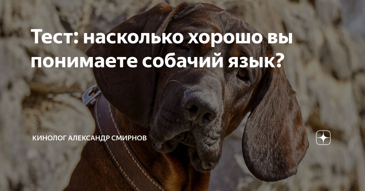 Снял мучения со своей слепой и глухой собаки с помощью инновационного решения!
