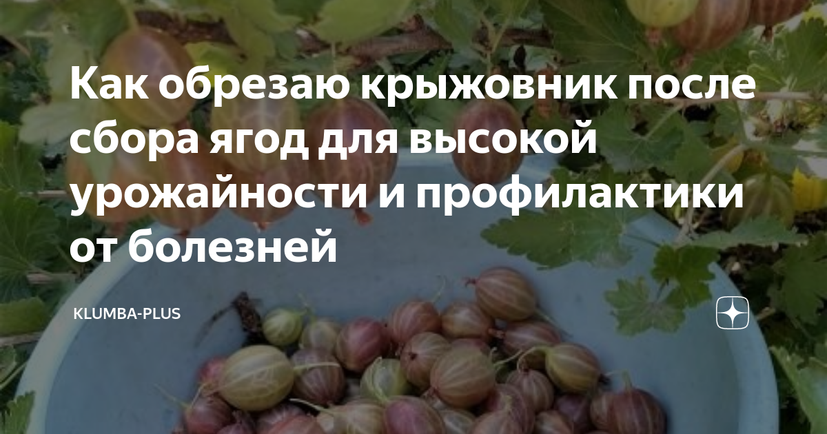 Крыжовник после сбора урожая что делать. Как обрезать крыжовник после сбора ягод. Крыжовник Колобок как обрезать. Болезни крыжовника описание с фотографиями и способы лечения.