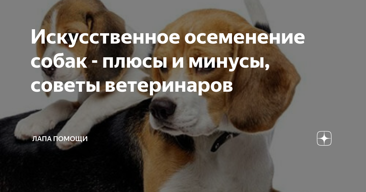 Спермограмма у кобеля. Зачем и как делают такой анализ? Ответы на все вопросы