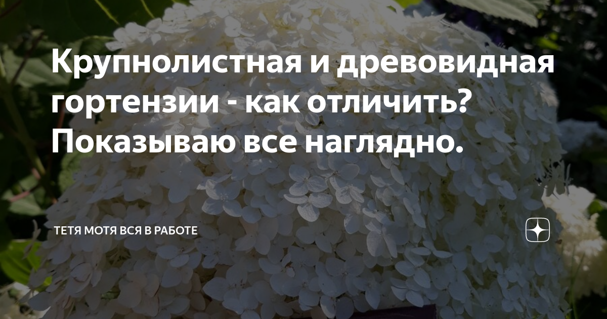 Как отличить древовидную гортензию от крупнолистной гортензии. Метельчатая или древовидная как отличить. Чем отличается древовидная