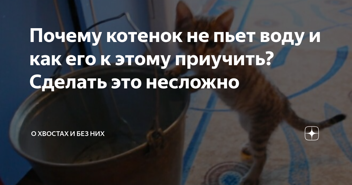 Коты всегда хорошо выглядят потому что. Почему кот не пьет и не ест. Сколько коты могут жить без еды. Кошачья еда. Почему кот не пьет и не ест.