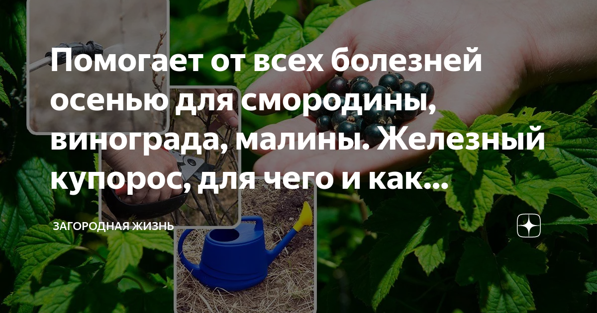 Железный купорос от вредителей осенью