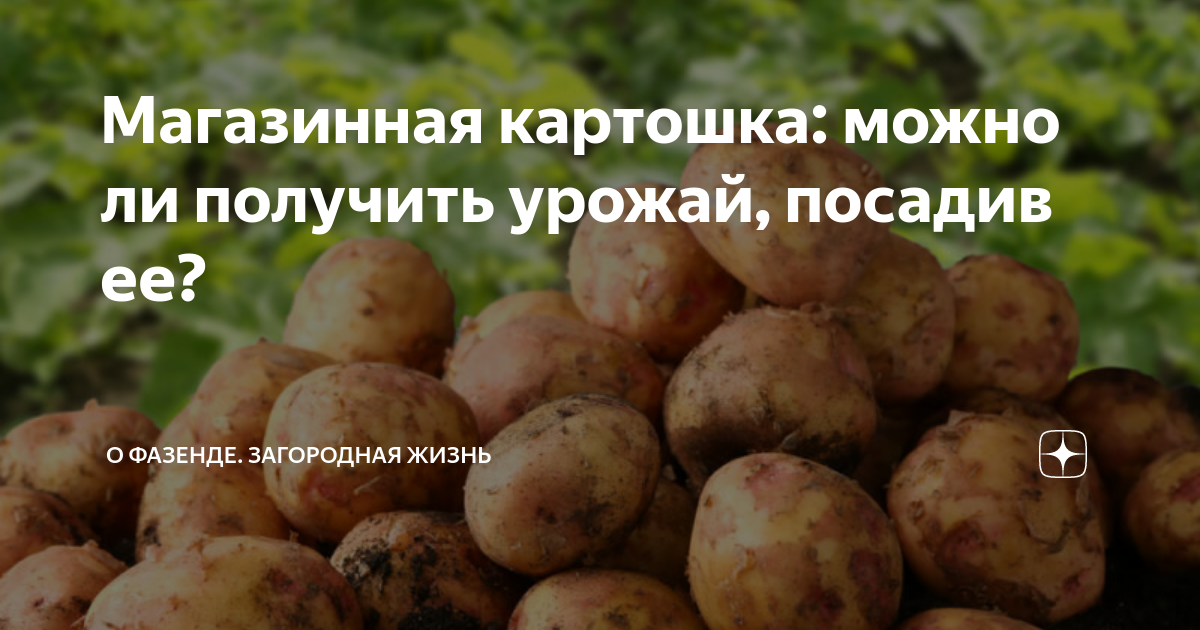 Овощи на огороде. Овощная культура. Овощи. Стандартные саженцы в возрасте от 3 до 5 лет. Овощи на огороде.