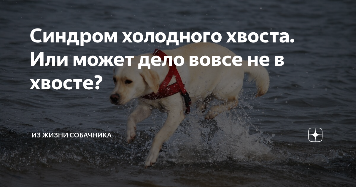 Синдром холодного хвоста. Или может дело вовсе не в хвосте? | Из жизни ...