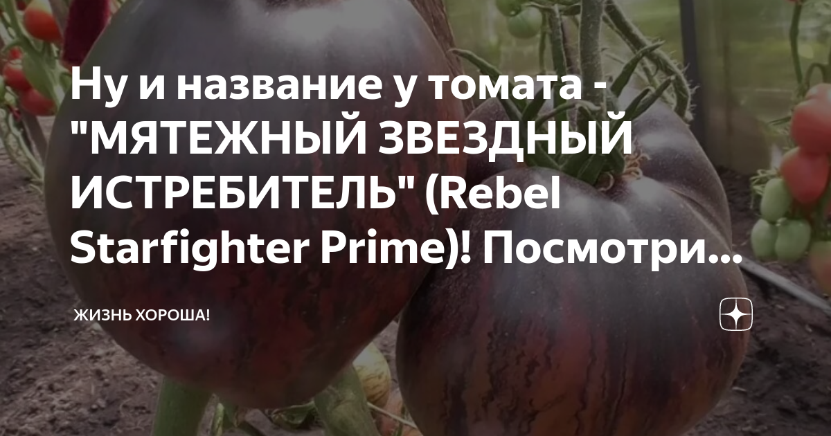 Несколько плюсов в пользу популярного сорта "Звездный истребитель" - YouTube