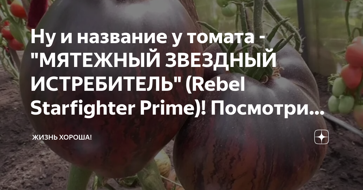 Томат звездный истребитель. Rebel Starfighter Prime (Мятежный Звёздный истребитель, США) томат. Восставший Звездный истребитель Прайм. Томат Восставший Звездный истребитель. Мятежный Звездный истребитель vt16.