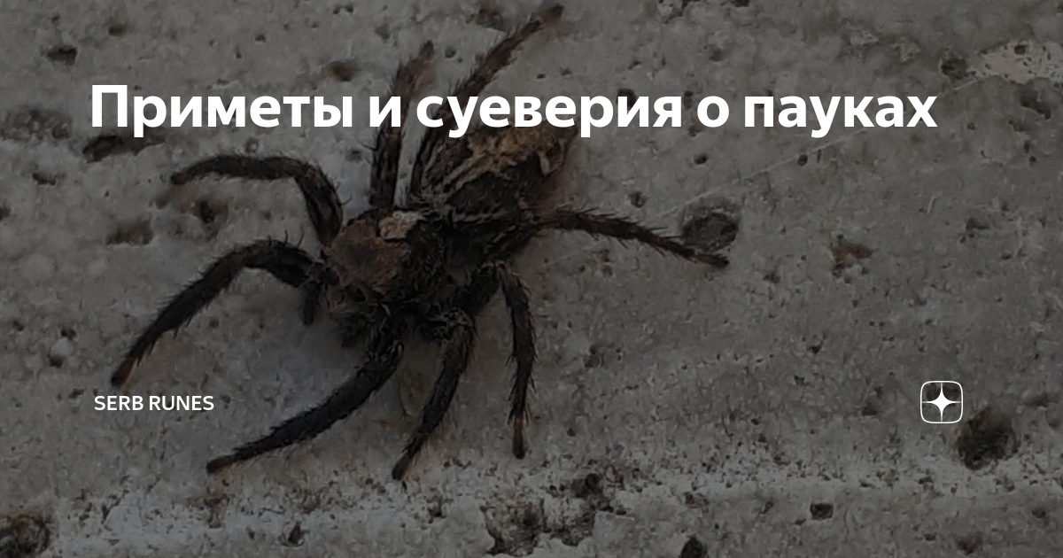 Суеверные приметы про пауков, главное не убегать