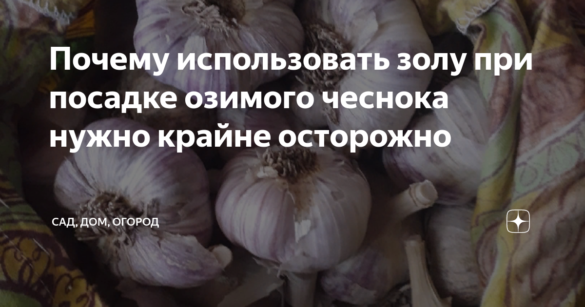 Можно ли под чеснок вносить золу осенью. При посадке чеснока нужна зола. Болезни чеснока озимого в открытом грунте. Промышленная посадка озимого чеснока. Надо ли класть золу при посадке чеснока осенью.