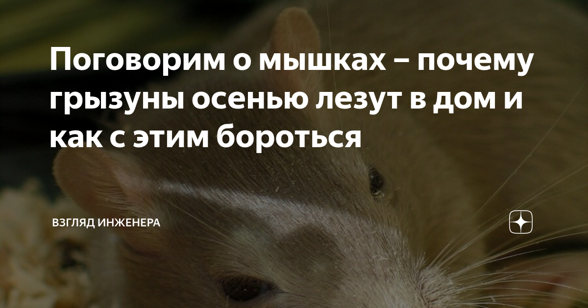 Почему к мышке относятся как к собаке. Почему к мышке относятся как к собаке
