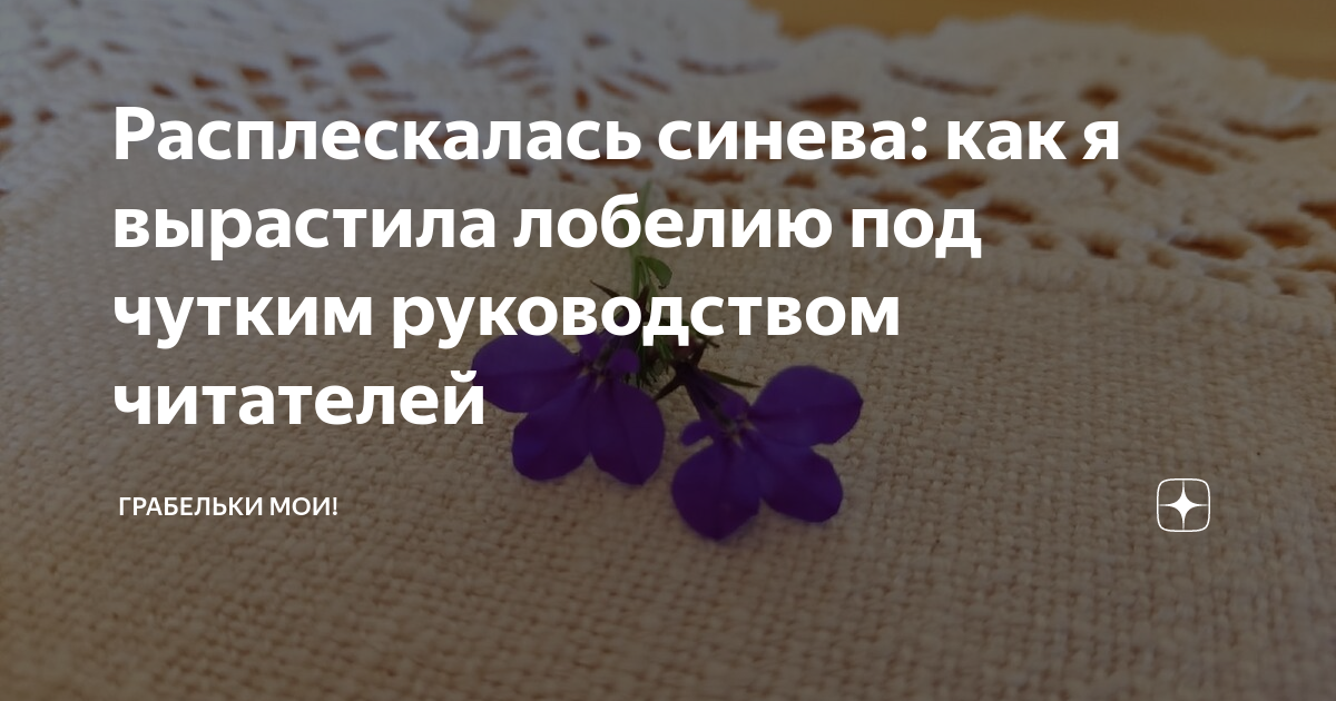 Расплескалась синева: как я вырастила лобелию под чутким руководством ...