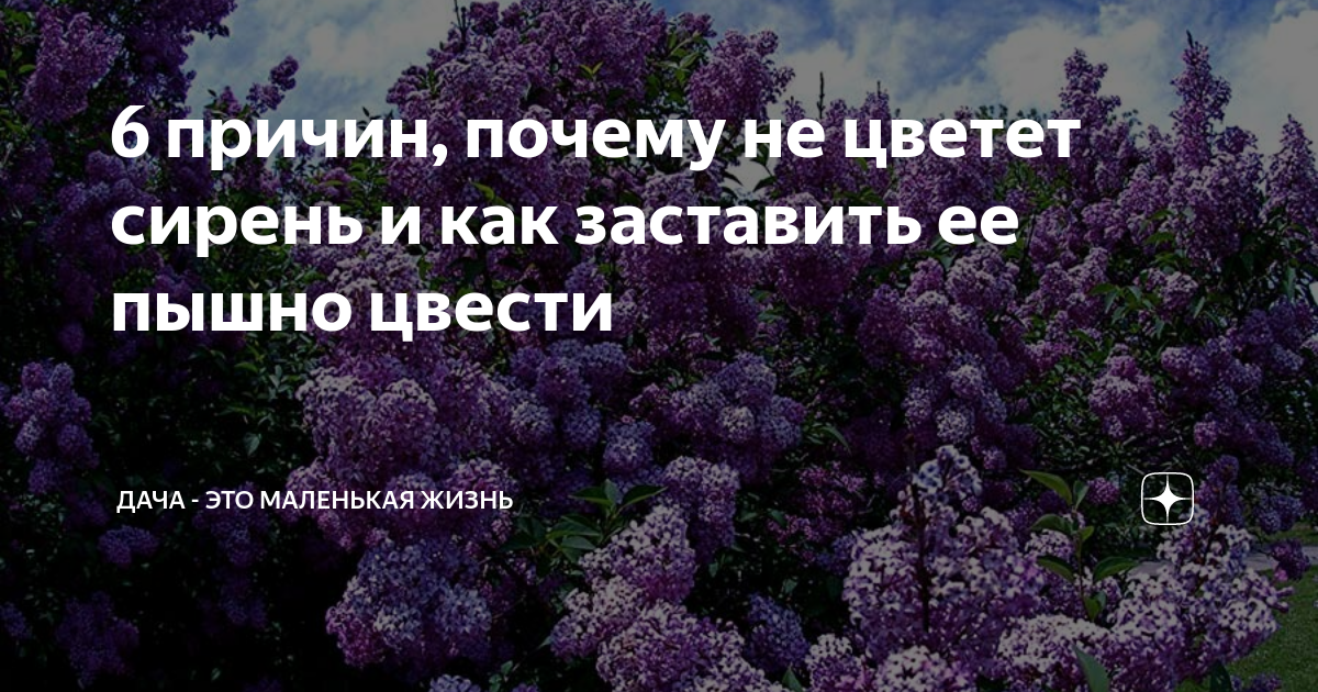 Сочинение по картине копытцевой летний день цветет сирень 8 класс с диалогом