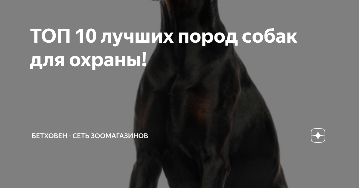 ТОП 10 лучших пород собак для охраны! | Бетховен - сеть зоомагазинов | Дзен