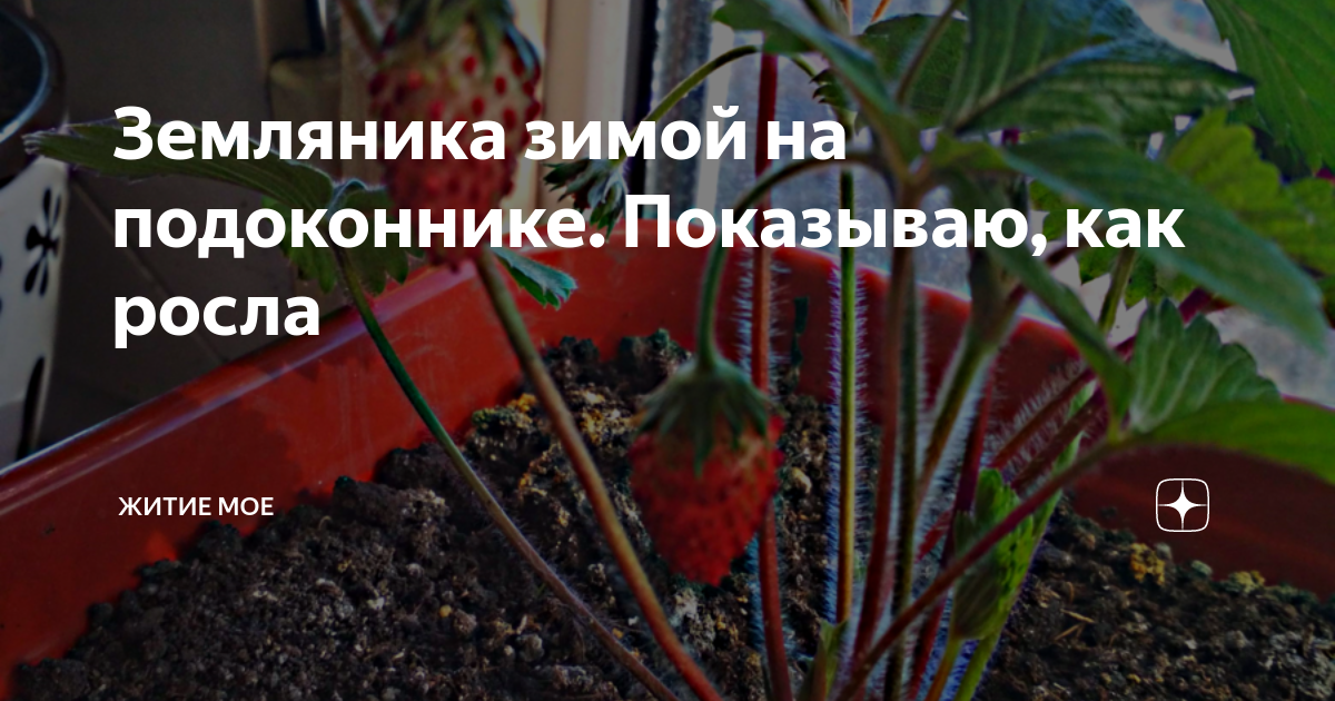 Земляника зимой на подоконнике. Показываю, как росла | Кругозор ...