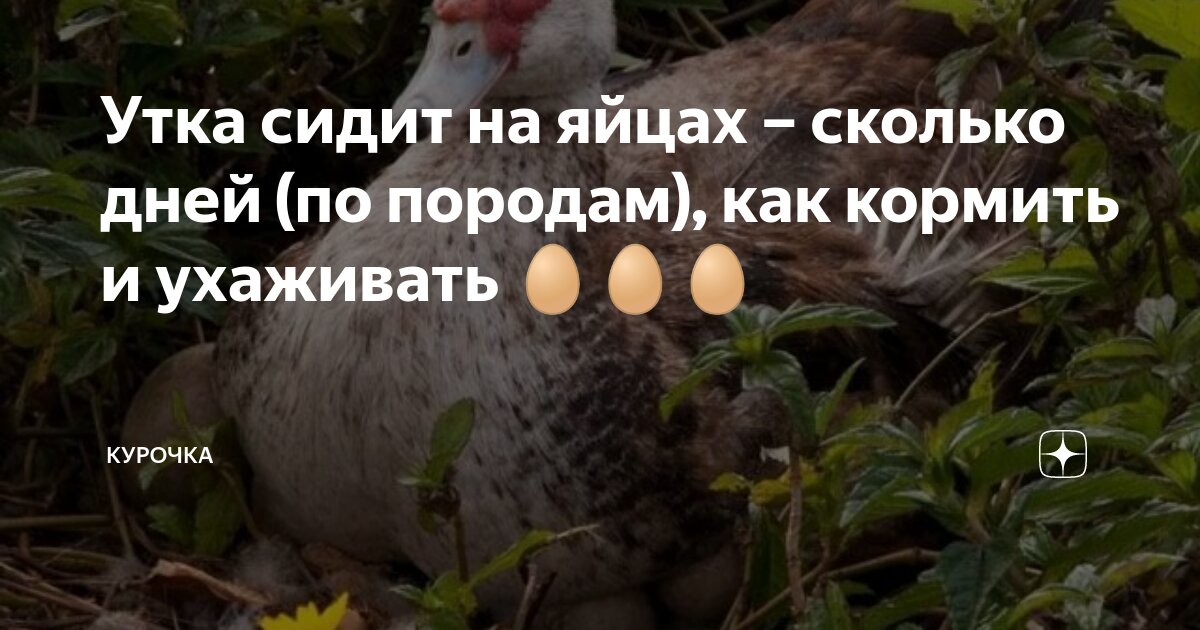 утка высиживает яйца. на скольких яйцах сидит утка. мускусная индоутка высиживает яйца. птенцы индоутки. яйцо кряквы.