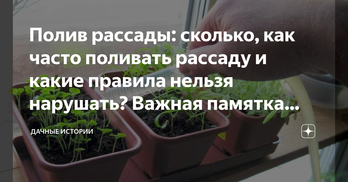 Сколько раз в неделю нужно поливать рассаду