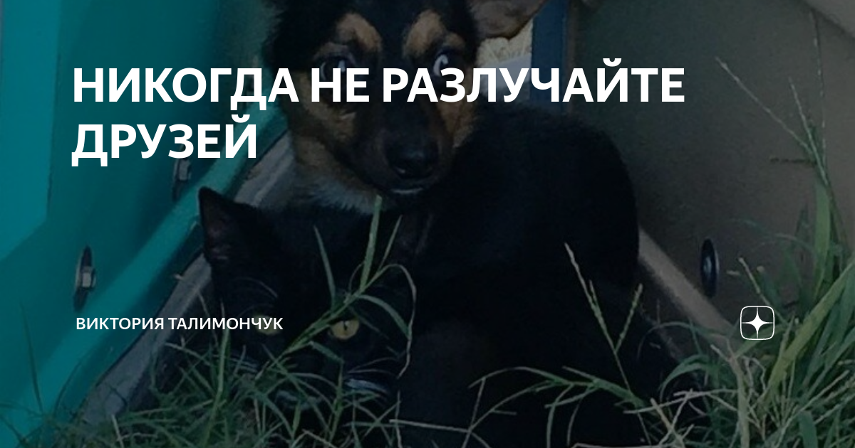 Как разлучить друзей. Как разлучить друзей