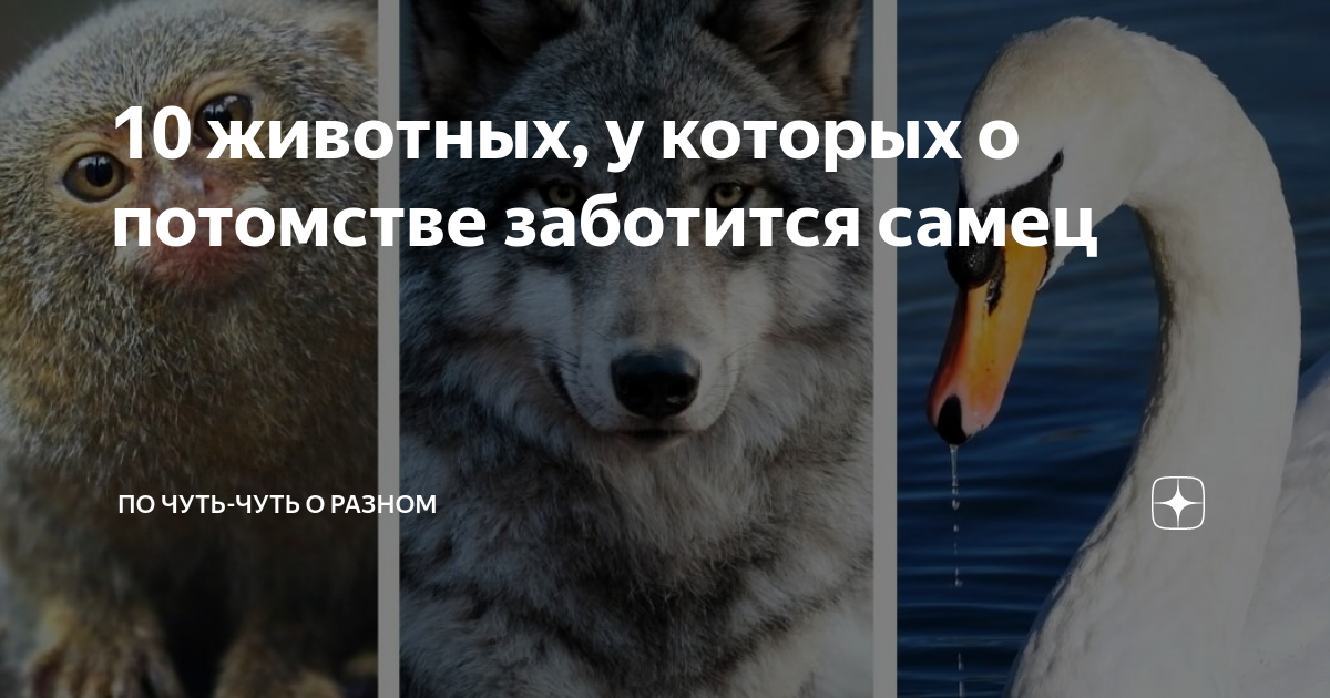 кто из животных не заботится о своём потомстве