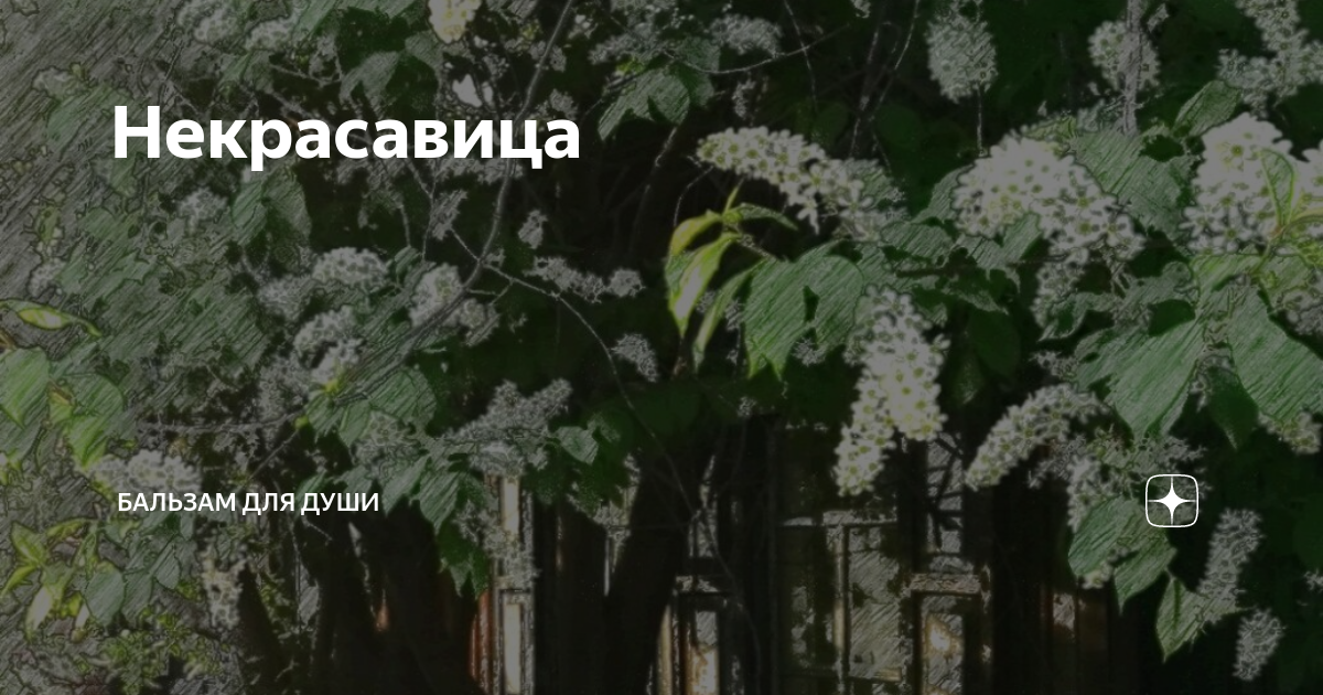 Некрасавица | Бальзам для души | Дзен